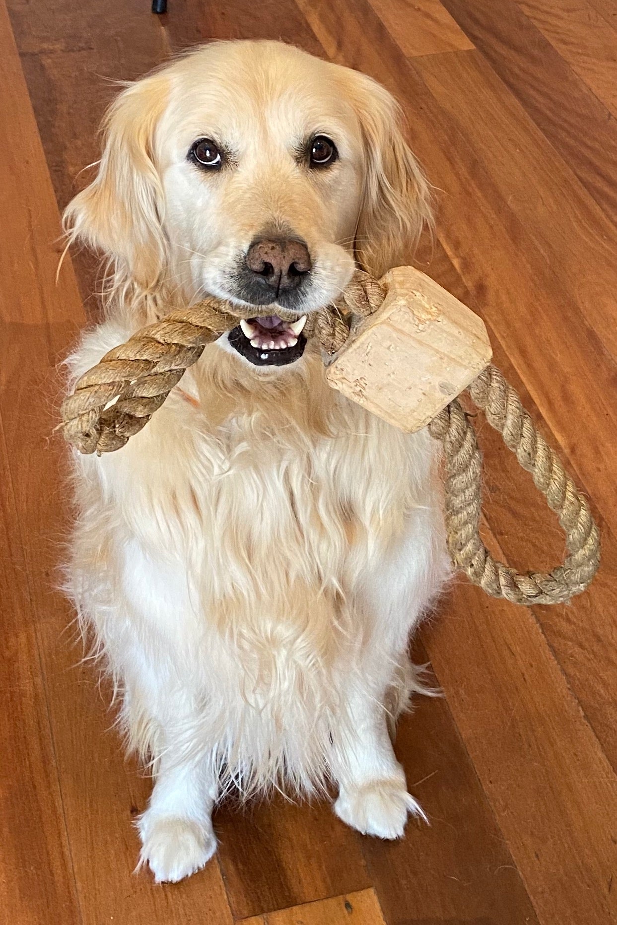 My in-house QA tester doing some research